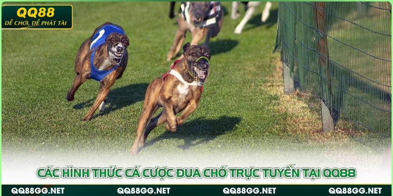 Các hình thức cá cược đua chó trực tuyến tại QQ88