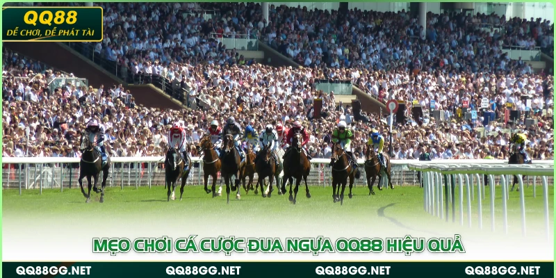 Mẹo chơi cá cược đua ngựa QQ88 hiệu quả